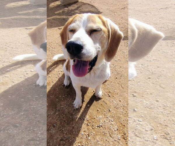 Medium Photo #5 Beagle Puppy For Sale in Apple Valley, CA, USA