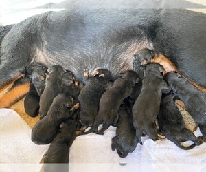 Mother of the Rottweiler puppies born on 09/30/2021