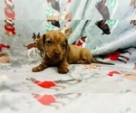 Small #10 Dachshund