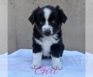 Miniature Australian Shepherd Puppy for sale in HOLDINGFORD, MN, USA
