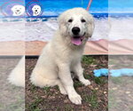 Small Great Pyrenees