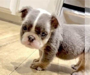 English Bulldog Puppy for sale in WEST HOLLYWOOD, CA, USA