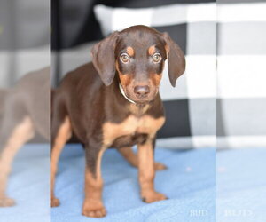 Doberman Pinscher-Unknown Mix Dogs for adoption in Brewster, NY, USA
