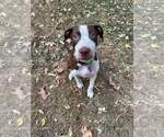 Small #13 American Pit Bull Terrier Mix