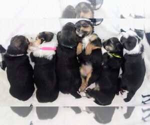 Morkie-Yorkshire Terrier Mix Litter for sale in SHIRLEY, MA, USA