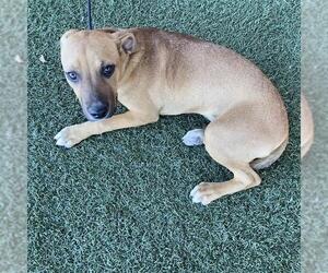 Mutt Dogs for adoption in Modesto, CA, USA