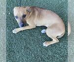 *CHOTSY - Female Mutt Dog for Adoption - Small photo