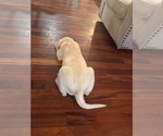 River - Male Labrador Retriever Puppy for Sale - Photo #17