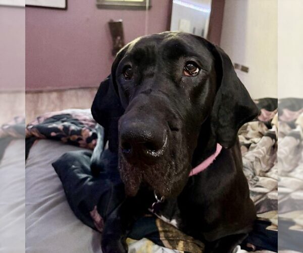 Medium Photo #1 Great Dane Puppy For Sale in Spring Lake, NC, USA
