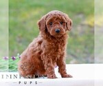 Ella - Female Goldendoodle (Miniature) Puppy for Sale - Photo #4