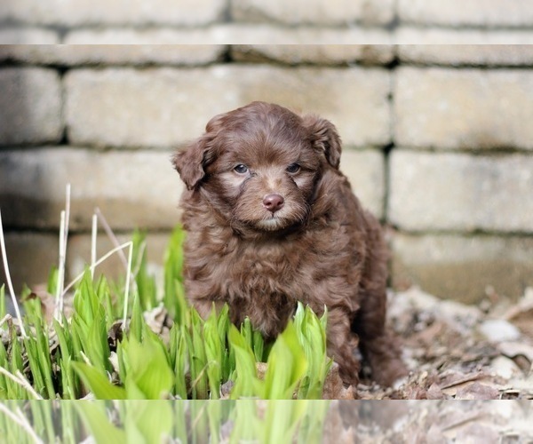 Medium Photo #18 Pom-A-Poo Puppy For Sale in BREMEN, IN, USA