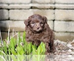Small Photo #18 Pom-A-Poo Puppy For Sale in BREMEN, IN, USA