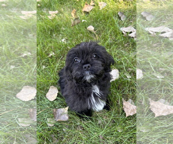 Medium Photo #1 Lhasa Apso Puppy For Sale in Wheaton, IL, USA