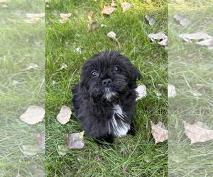 Lhasa Apso Dogs for adoption in Wheaton, IL, USA