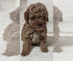 Small Photo #2 Poodle (Toy) Puppy For Sale in MAGNOLIA, NC, USA