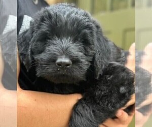 Schnauzer (Giant) Puppy for sale in LEAKESVILLE, MS, USA