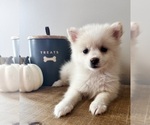 Small #3 Pomeranian