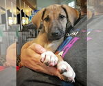 Small German Shepherd Dog-Great Dane Mix