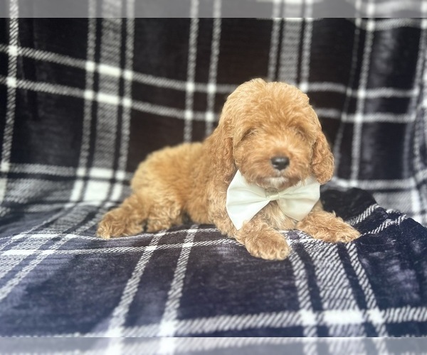 Medium Photo #9 Cock-A-Poo Puppy For Sale in LAKELAND, FL, USA