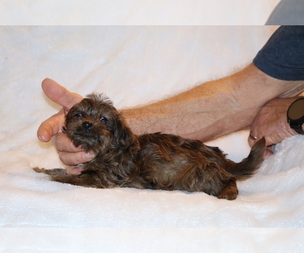 Medium Photo #16 Yorkiepoo mix (+ Poodle Toy) Puppy For Sale in DYERSBURG, TN, USA