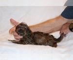 Small #15 Yorkiepoo mix (+ Poodle Toy)