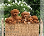 Small #1 Cavapoo
