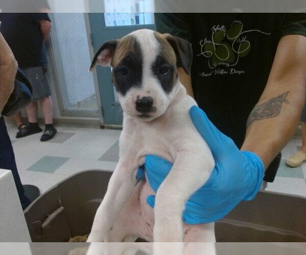 Medium Photo #1 Black Mouth Cur-Unknown Mix Puppy For Sale in Oklahoma City, OK, USA