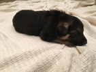 Small Photo #13 German Shepherd Dog Puppy For Sale in QUINCY, IL, USA