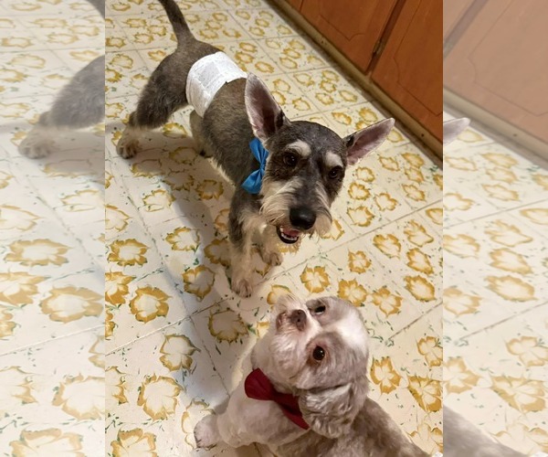 Medium Photo #6 Dachshund-Unknown Mix Puppy For Sale in Princeton, MN, USA