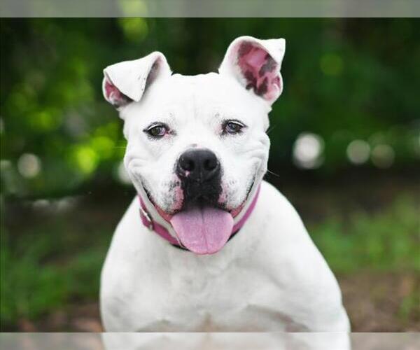 Medium Photo #3 American Bulldog-Unknown Mix Puppy For Sale in Tavares, FL, USA