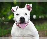 Small #2 American Bulldog Mix