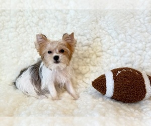 Yorkshire Terrier Puppy for sale in REDLANDS, CA, USA