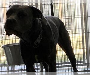 Mastiff-Unknown Mix Dogs for adoption in San Clemente, CA, USA