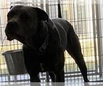 Small Mastiff Mix