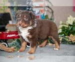 Small Photo #3 Miniature Australian Shepherd Puppy For Sale in CHRISTIANA, PA, USA