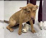 Small #1 Labrador Retriever Mix