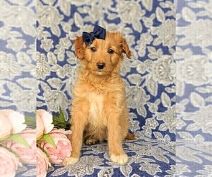 Aussiedoodle Miniature Puppy for sale in NOTTINGHAM, PA, USA