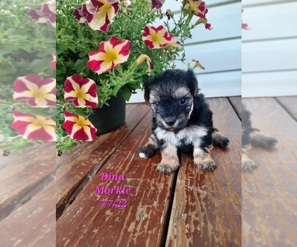 Medium Photo #1 Morkie Puppy For Sale in SHIPSHEWANA, IN, USA
