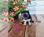 Small Photo #1 Morkie Puppy For Sale in SHIPSHEWANA, IN, USA