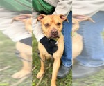 Small #2 Boxer Mix