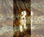 Small Photo #7 ShiChi Puppy For Sale in OTTAWA, OH, USA