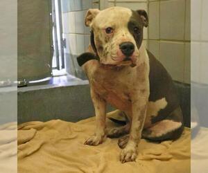 American Staffordshire Terrier-Unknown Mix Dogs for adoption in San Antonio, TX, USA