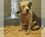 Small American Staffordshire Terrier Mix