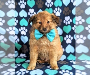 Shetland Sheepdog-Unknown Mix Puppy for sale in PEACH BOTTOM, PA, USA