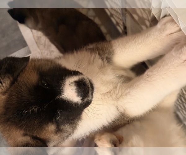 Medium Photo #4 Akita Puppy For Sale in CLINTON, MD, USA