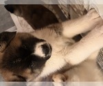 Litter of 3 - Female AkitaLitter of Puppies for Sale - Photo #4