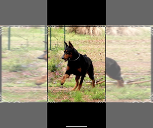 Doberman Pinscher Puppy for sale in LIVINGSTON, LA, USA