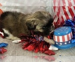 Puppy Nico Shih Tzu