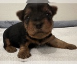 Image preview for Ad Listing. Nickname: Parti Yorkies