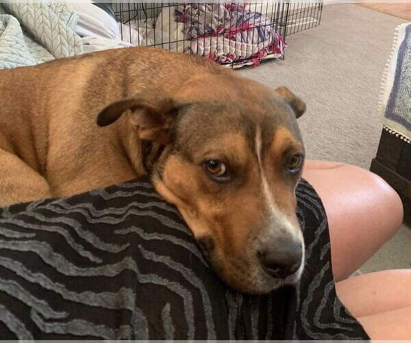 Medium Photo #5 American Pit Bull Terrier-Unknown Mix Puppy For Sale in Germantown, OH, USA